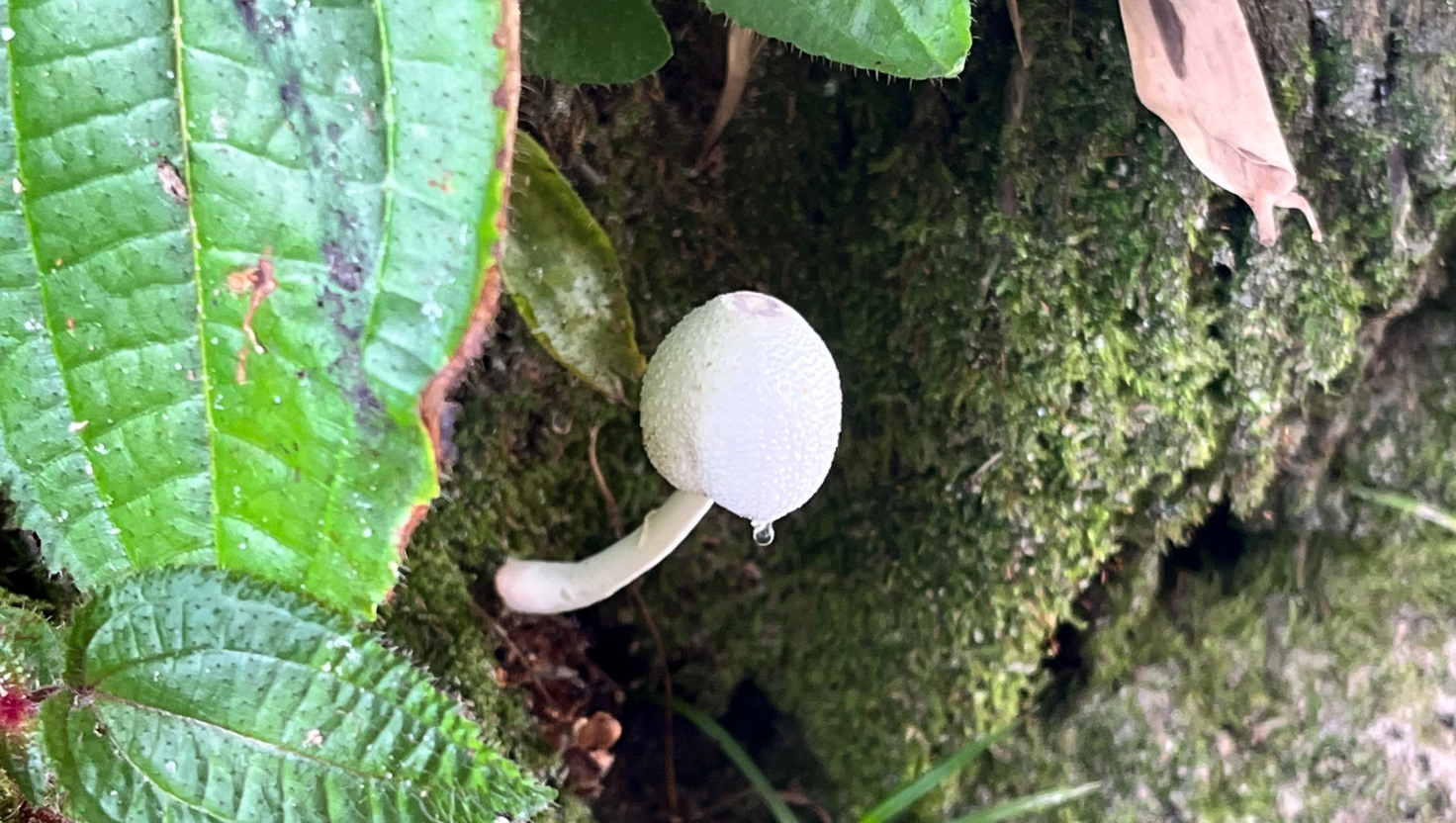 Leucocoprinus: o cogumelo tóxico que pode ser encontrado em seu quintal
