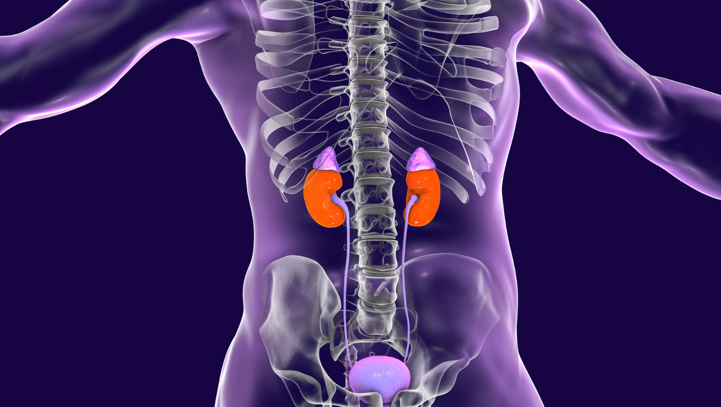 Doença Renal Crônica: Sinais Precoces que Você Não Deve Ignorar