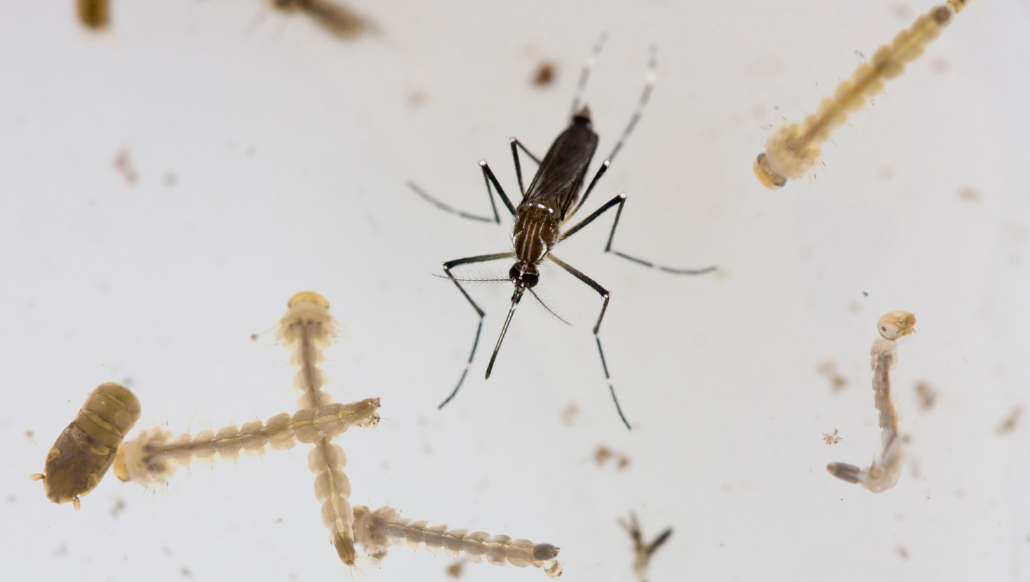 Como Eliminar As Larvas Da Dengue De Forma Rápida E Eficaz