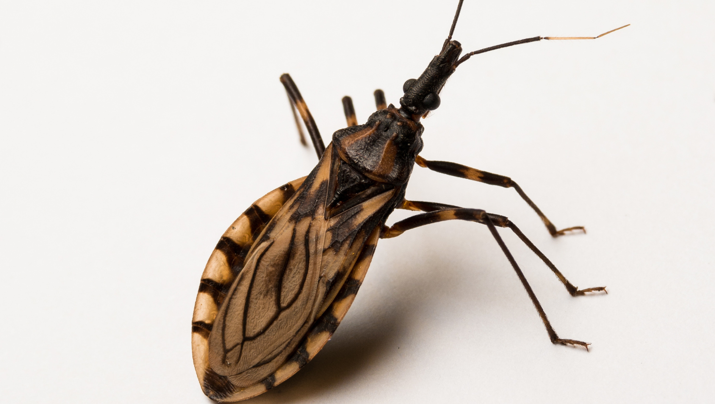 Doença de Chagas: Como é Transmitida e Onde o Parasita se Esconde na Natureza e nas Cidades